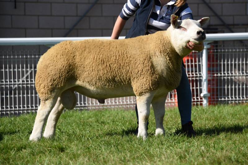 Lot 2384 from  RM & GL Watkins
