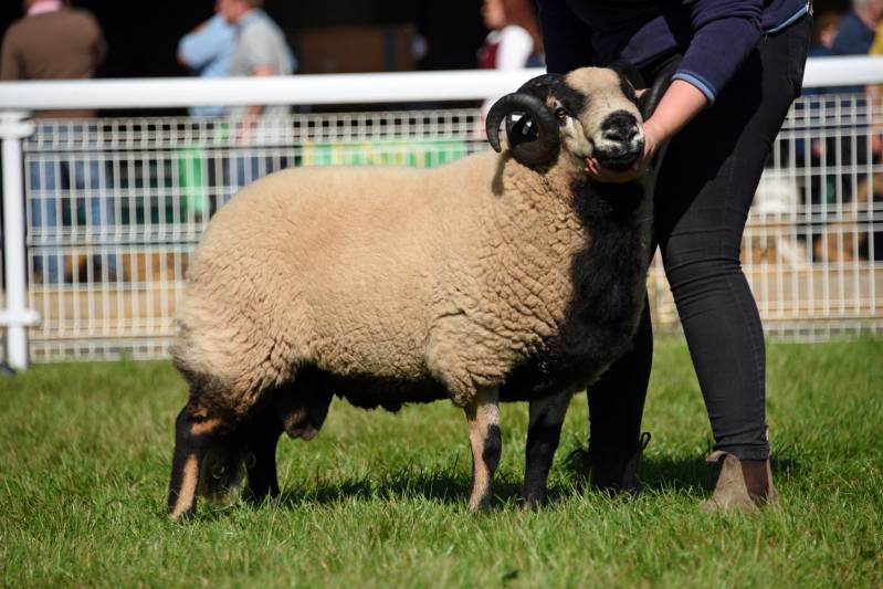 Lot 3552 BadgerFace from Lucy Levinge 1120gns