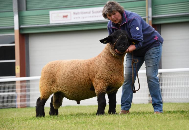 Lot 265 Suffolk Ram from Mr J A Pryce 850gns