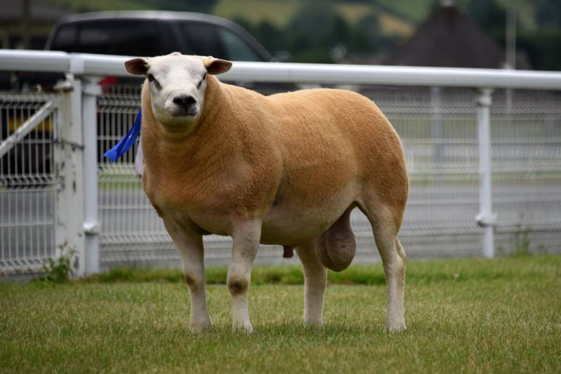 Lot 246 from Messrs WR Watkins, Great Corras. Texel ram sold for 1400gns