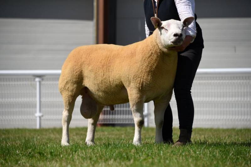 Top price Texel from Watkins, Great Corras. Lot 209 sold for 1600gns