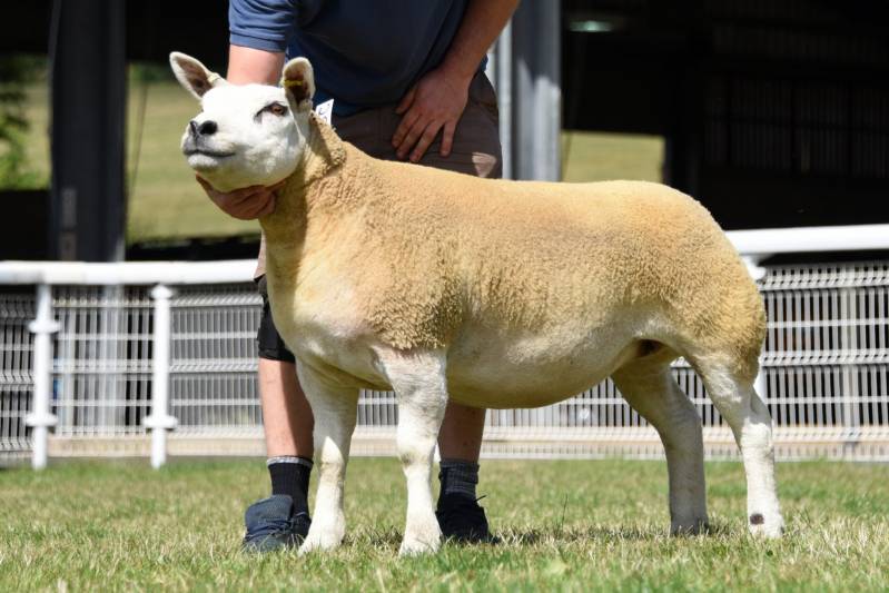 Lot Number 287. Texel Champion from Vaughen Farms