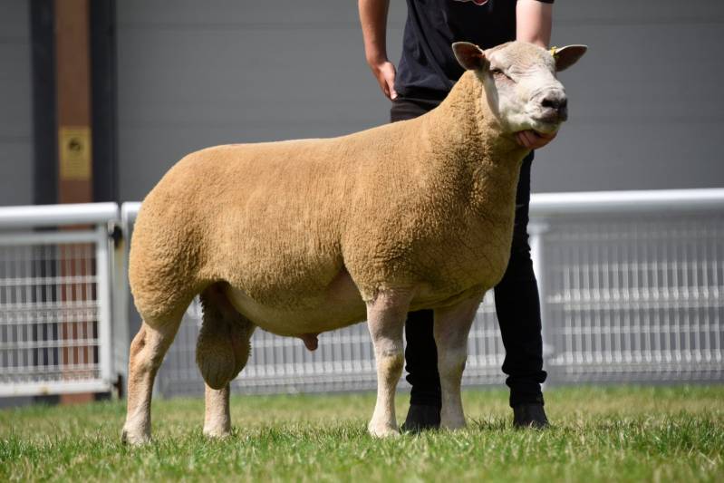 Supreme Charollais Champion from Mr & Mrs A Davies. Lot No. 20 sold for 1100gns