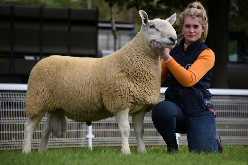 North Country Cheviot Champion from Daisy Williams  Lot 1545