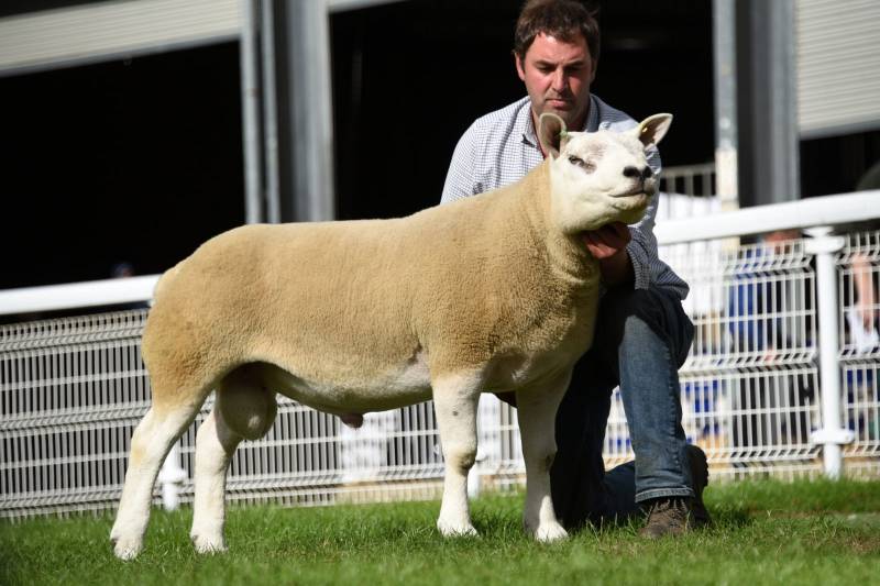 Lot 2746 from Tippetts & Williams 24000gns