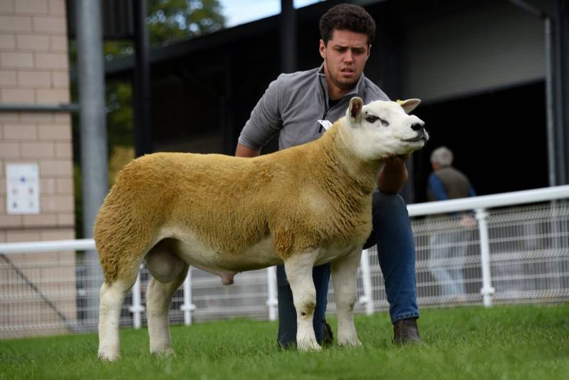 Lot 3560 Texel Plus Ram Lamb from Davies, Llandeilo
