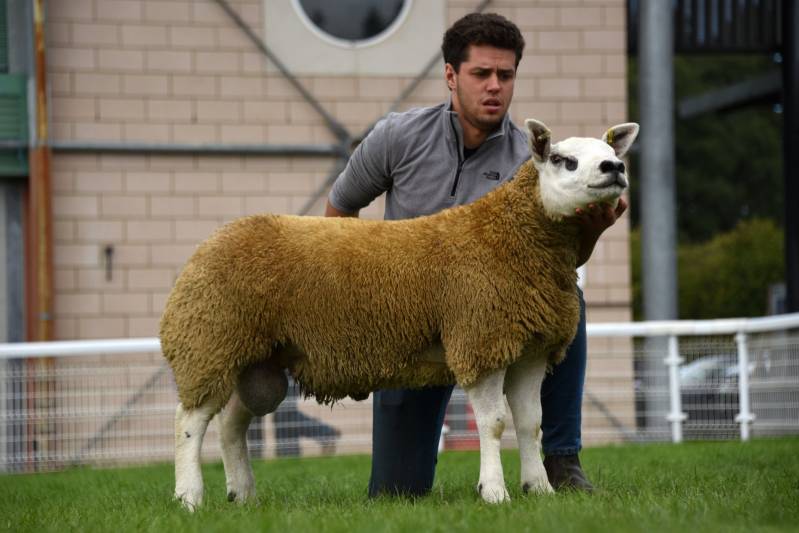 Lot 3563 Texel Ram Lamb Res Supreme Champion