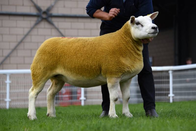TEXEL GIMMER  from Usk Vale Pedigrees  Lot 3685 3800gns
