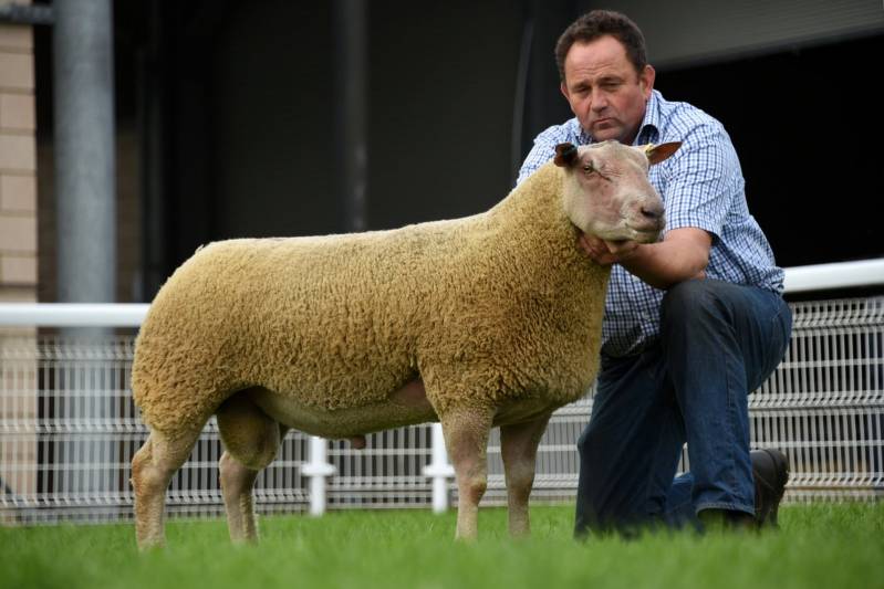 Lot 772 From E Probert & Sons 2000gns