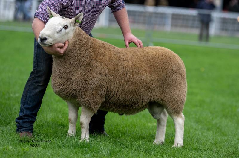 North Country Cheviot sale topper from Cockburn & Partners 2000gns