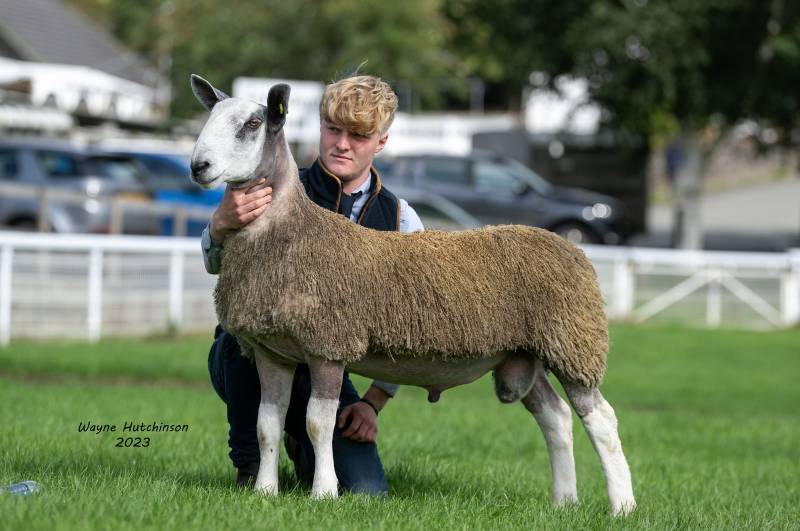 Lot 1074 from R A McClymont & Son 3000gns