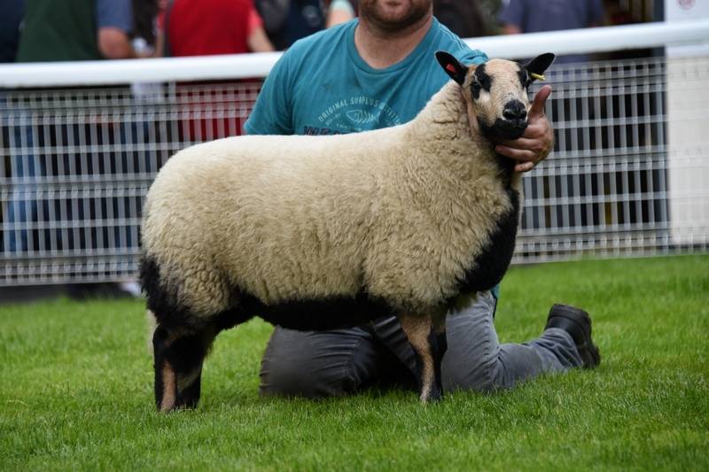 Lot 4551 Torddu champion ewe lamb from Gareth Jones