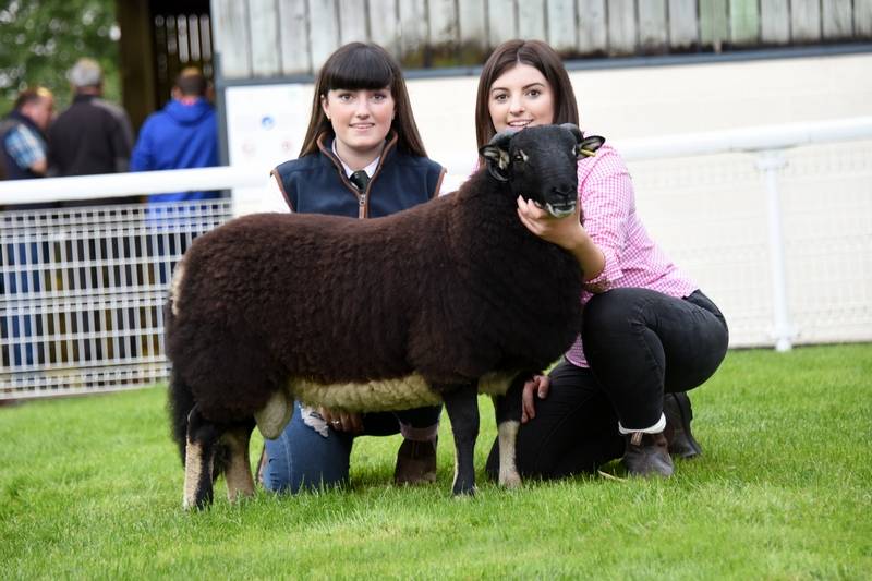 Lot 4604 Champion Torwen Sara & Cerys Brown