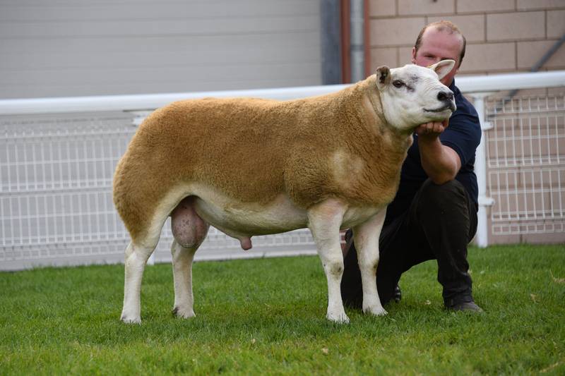 Lot 2823 Champion Texel 6,000 gns Bruce a& Gregor Ingram