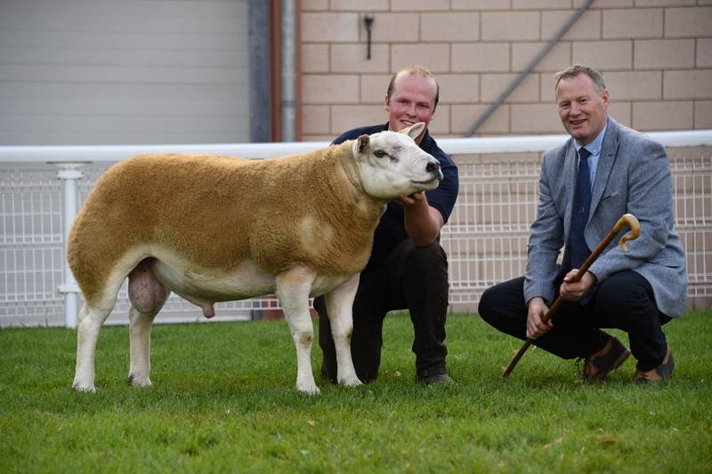 Lot 2823 Champion Texel 6,000 gns Bruce a& Gregor Ingram