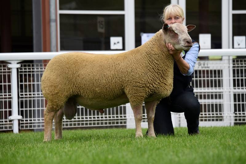 Lot 3839 Charollais ram lamb 3000 gns Mrs J Curtis
