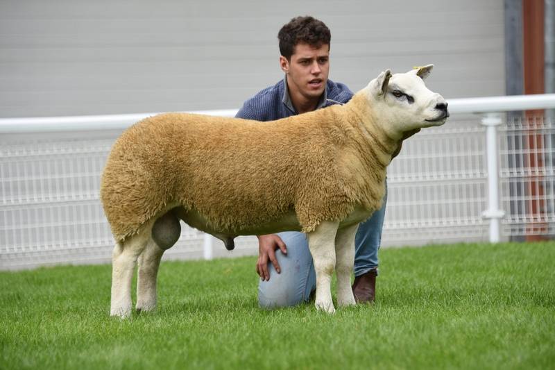 Lot 3163 First prize Texel performance ram lamb 2,300 gns from JE & L Davies Llandeilo