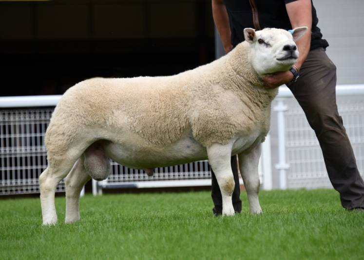 Lot 2481 WT Davies & Co