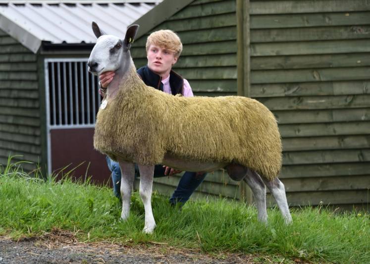 Lot 492 Champion BFL RA McClymont & Son, Selkirk with Sam McClymont