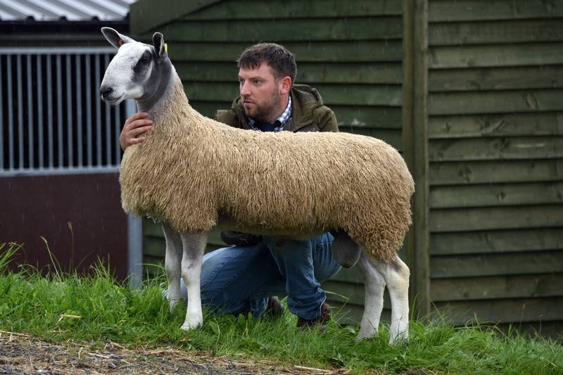 Lot 492 from Frank Johnson sold for 4,200gns