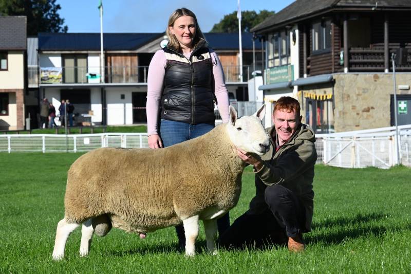 Lot 1066 North Country Cheviot fro Katie Davies and Daffydd Owen