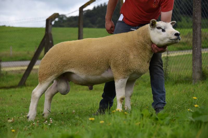 Lot 186 Texel ram from EW Quick & Sons sold for 1150gns