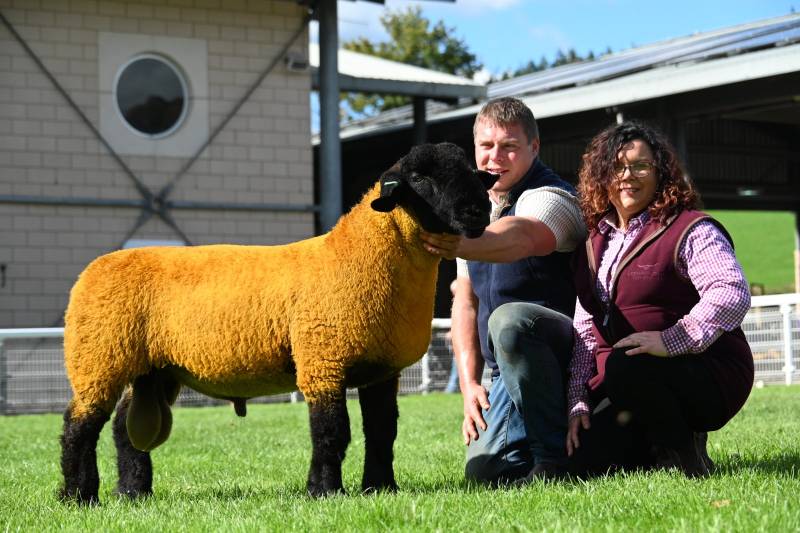 Lot 2098 Sufflolk Ram Lamb from Gavin Ress sold for 2700gns