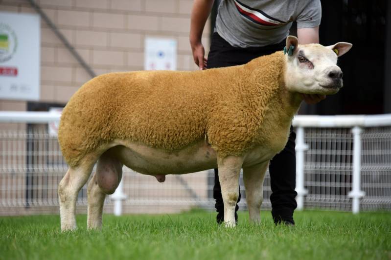 Lot 223 Beltex x from Adrain Davies sold for 1000gns