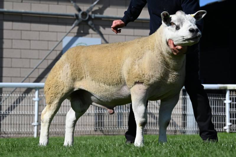 Lot 2468 Blaencar Hurricane sold for 9000gns