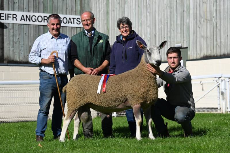 Lot 248 from TJ & LSR Griffiths. Champion BFL sold for 5800gns