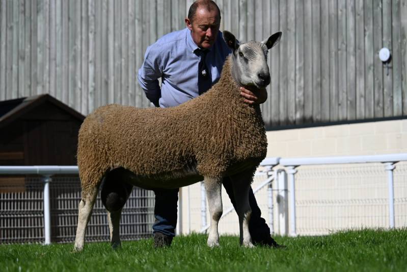 Lot 254 from Dewi Williams sold for 3200gns