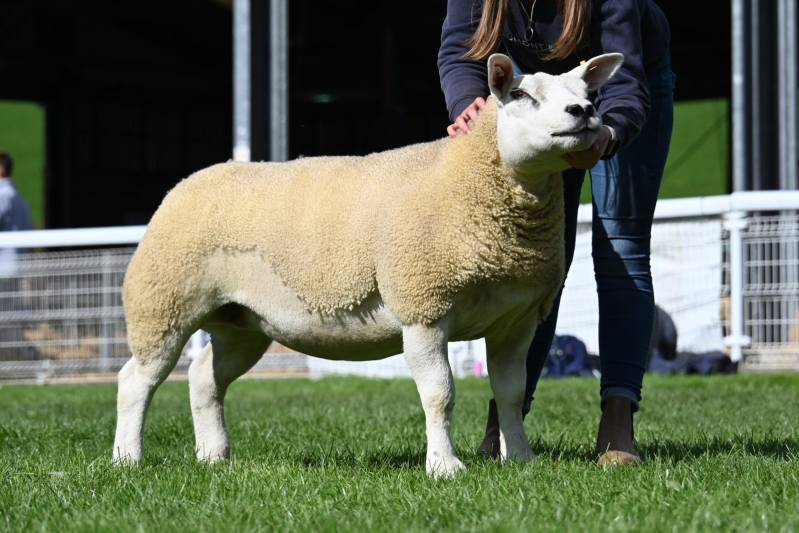 Lot 2978 Texel ewe from J & L Davies