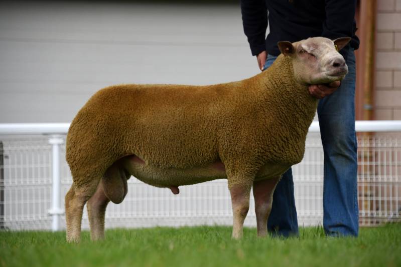 Lot 61 Charollais ram from the Robleston flock sold for 2000gns