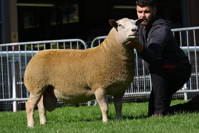 Lot 622 from RG & RA Jones & Sons sold for 3000gns