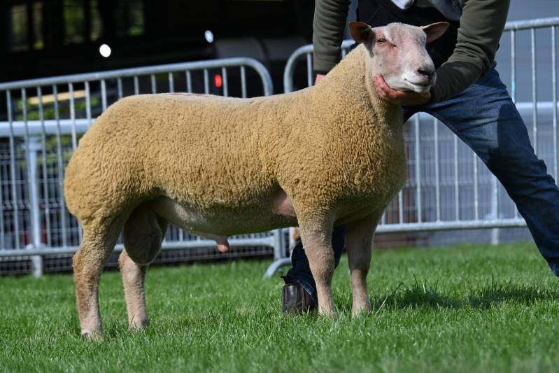 LOT 704 from D A Thomas sold for 2400gns