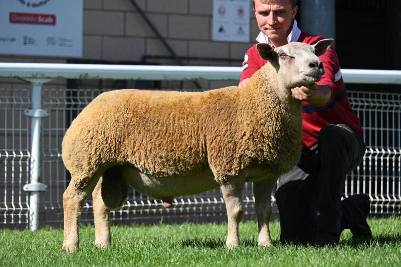 Lot 714 from Paul Amphlett sold for 4200gns