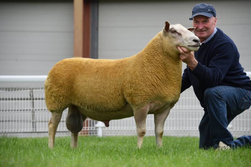 Lot 83 Charollais Champion ram from A & J Thomas sold for 1100gns