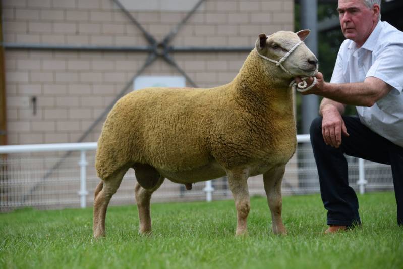 LOT 99 Charollais Ram Lamb from Tim Pritchard sold for 650gns