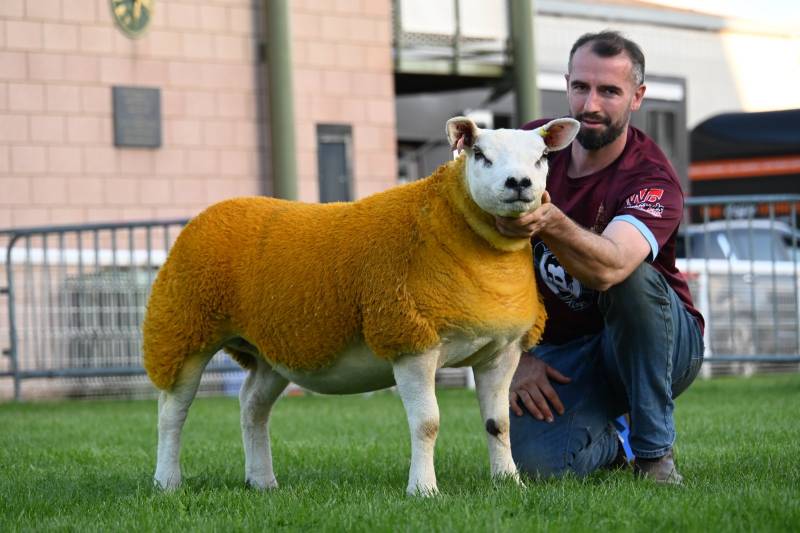 Res. Champion Texel from Carwyn Lewis Lot No 3102