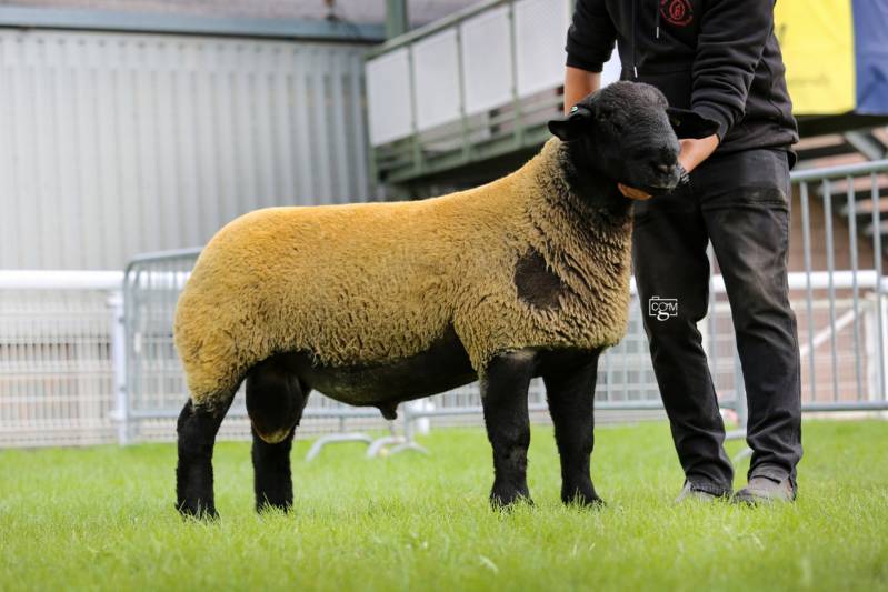 Top priced Suffolk from Jim & Nicki Hartwright 3500gns